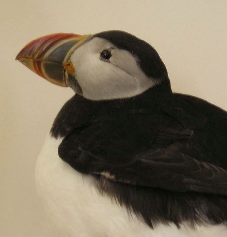 puffin1 [640x480].JPG